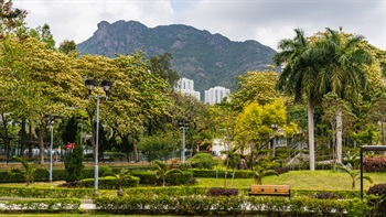 黃大仙區的摩士公園位於香港著名的獅子山腳。公園分為四區，總面積約達15.8公頃，是香港最大型的公園之一。<br><br>公園的一大亮點是公園裡種植了很多樹頭菜，在2月至4月期間開花，花繁葉茂、遍佈枝頭，十分壯麗，頗具觀賞價值，故常作為行道樹。 根據《中國植物誌》記錄，在雲南的石屏和建水，當地人會取其嫩葉用鹽腌漬，作為糧食，因而名之「樹頭菜」。中文名「樹頭菜」由來如上所描述。英文名「蜘蛛樹 (Spider Tree)」 是指其花雄蕊甚多，紫紅色且纖幼細長，伸出花冠外，有如樹上長出一隻隻「蜘蛛」。